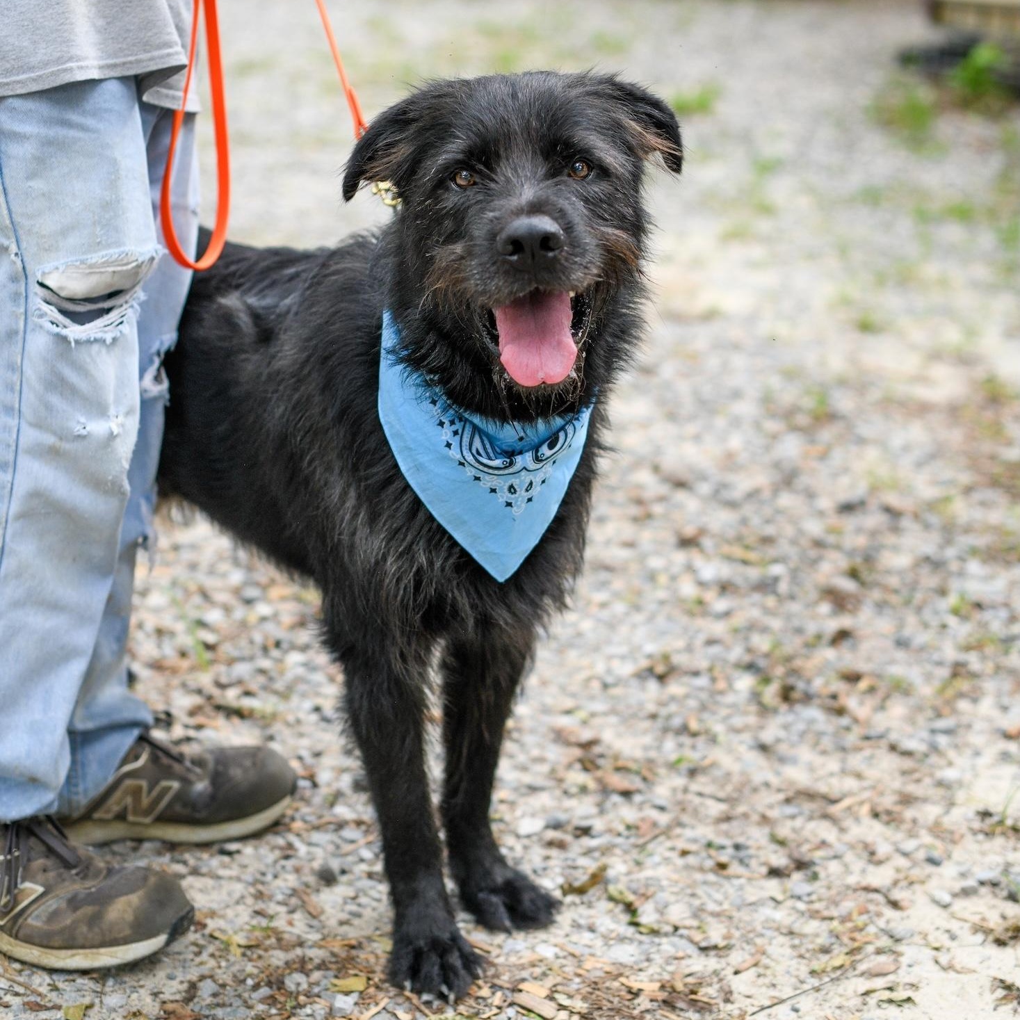 Enlarge Zoro, a Adoptable Mixed Breed in Argyle, NY image 2/6