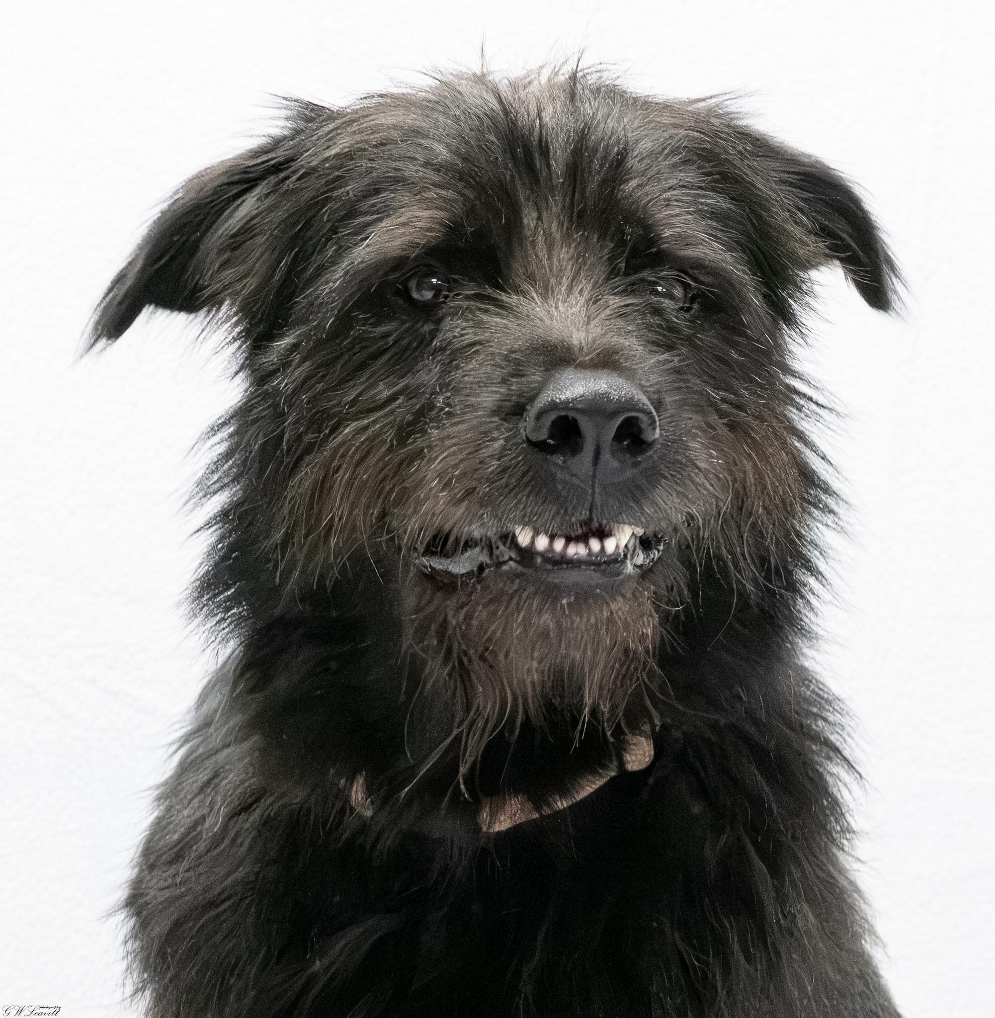 Enlarge Zoro, a Adoptable Mixed Breed in Argyle, NY image 5/6