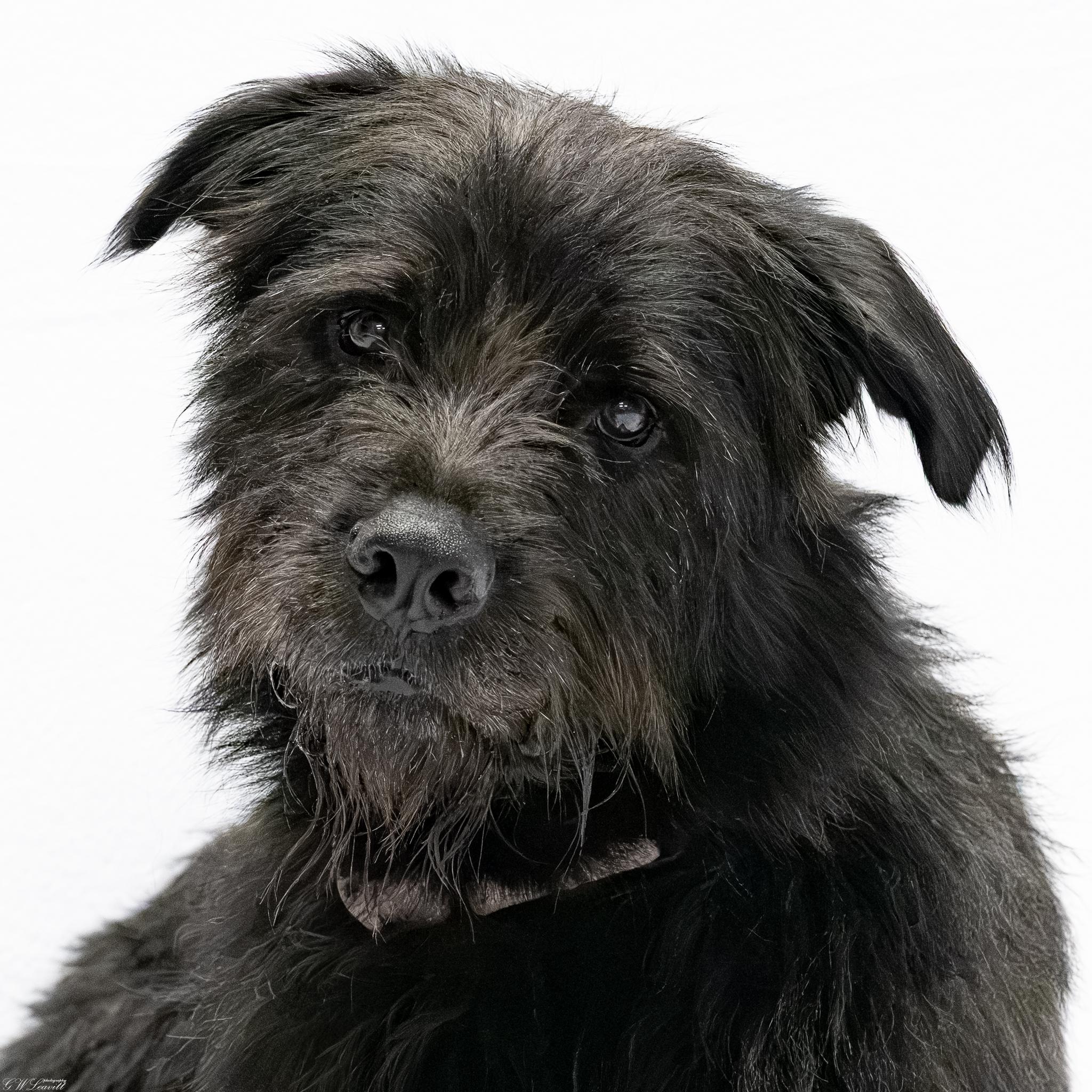 Enlarge Zoro, a Adoptable Mixed Breed in Argyle, NY image 4/6