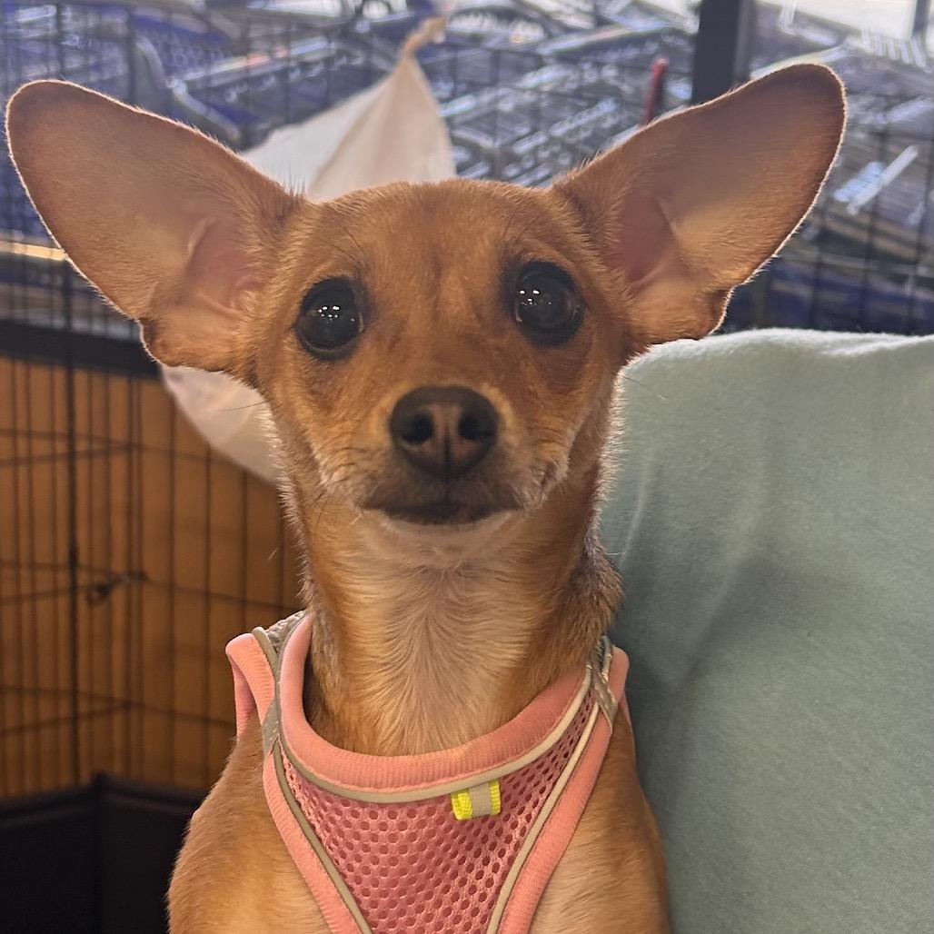 Greta Garbo, Adoptable, Young Female Chihuahua.