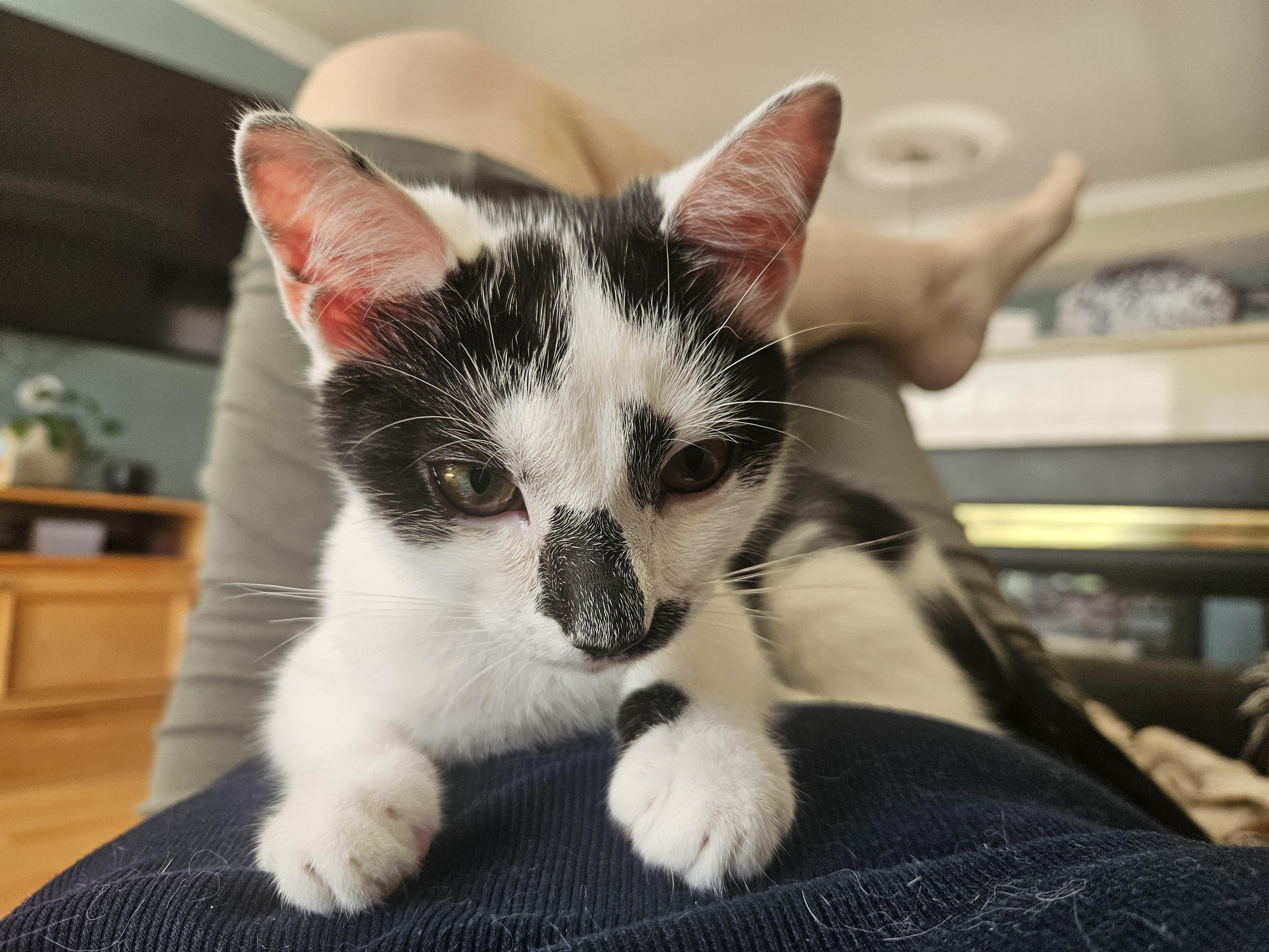 Enlarge Zucchini, a ADOPTABLE mixed breed in Hazlet, NJ image 3/6