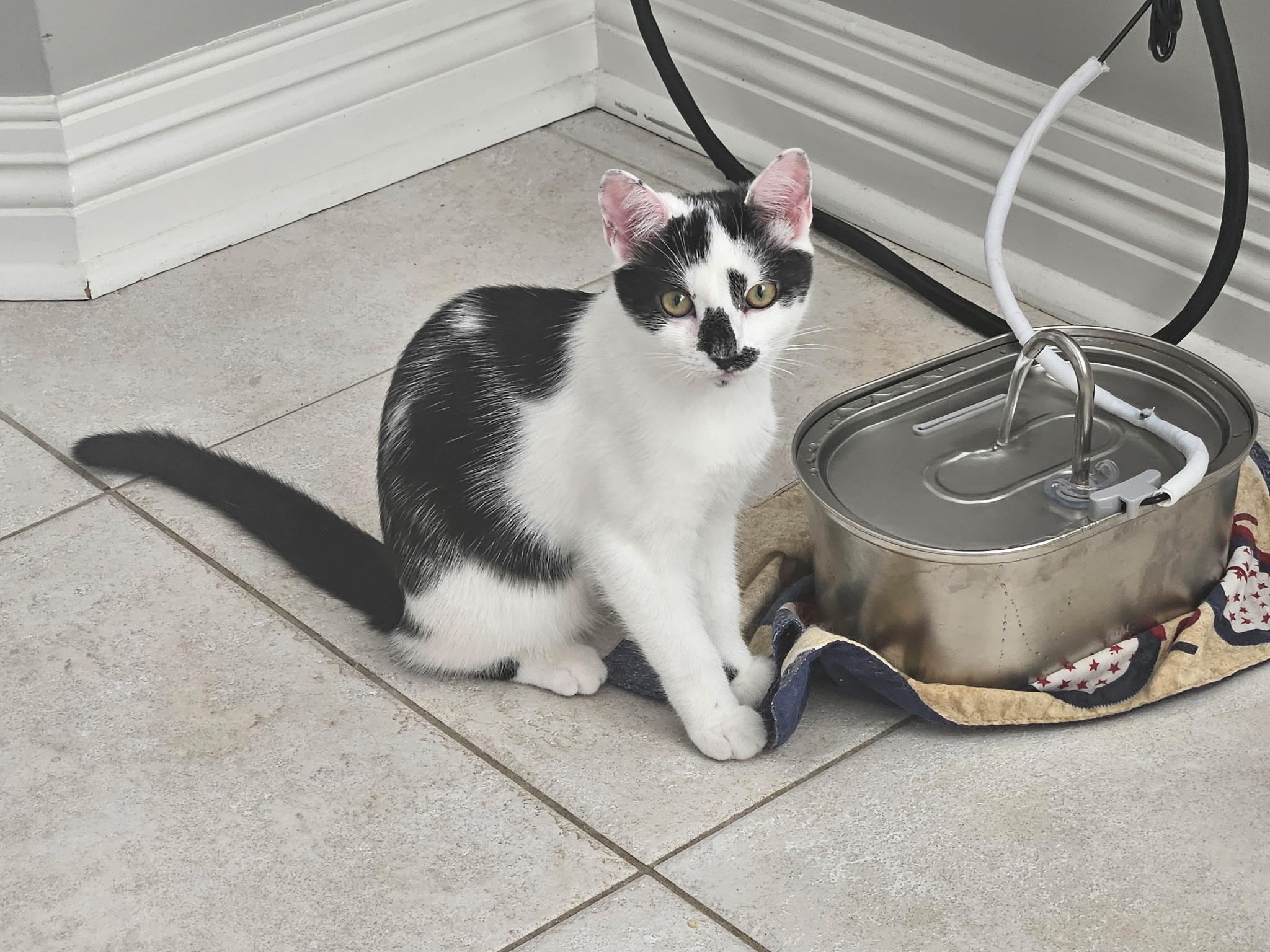 Enlarge Zucchini, a ADOPTABLE mixed breed in Hazlet, NJ image 1/6