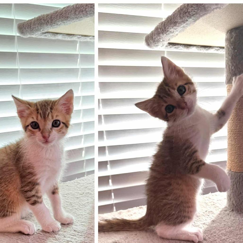 Peter, Adoptable, Kitten Male Domestic Short Hair.