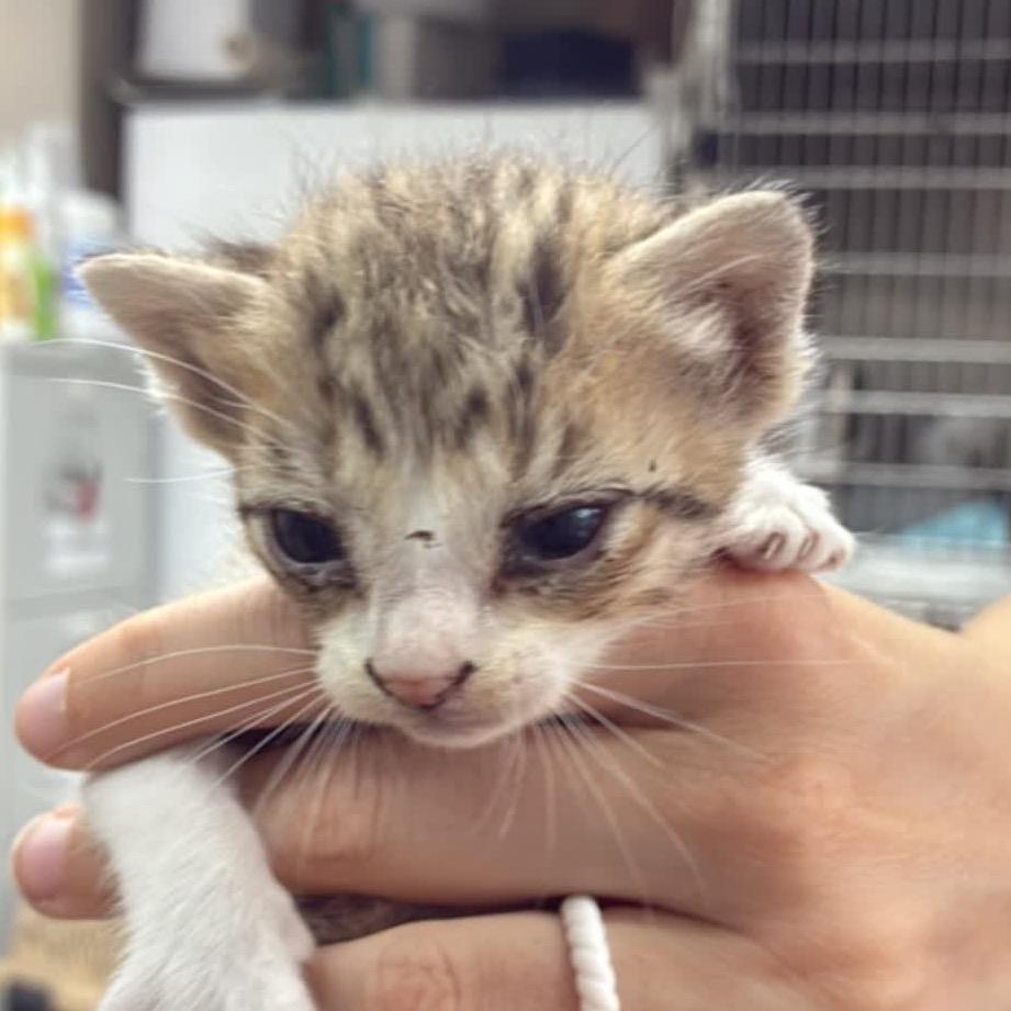 Peter, a Adoptable Domestic Short Hair in Hattiesburg, MS image 2/3