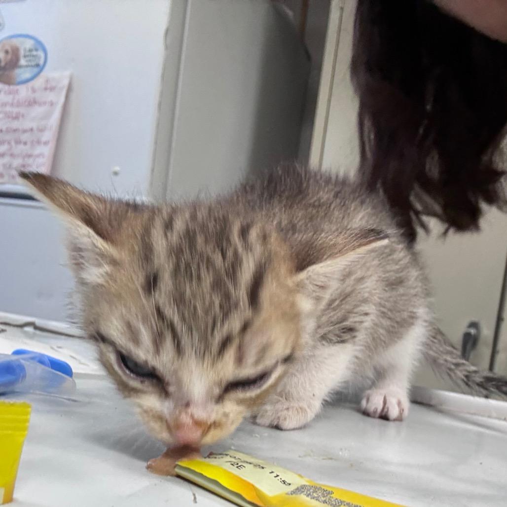 Peter, a Adoptable Domestic Short Hair in Hattiesburg, MS image 3/3