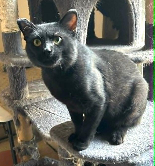 Castle, ADOPTABLE, Adult Male Domestic Short Hair.
