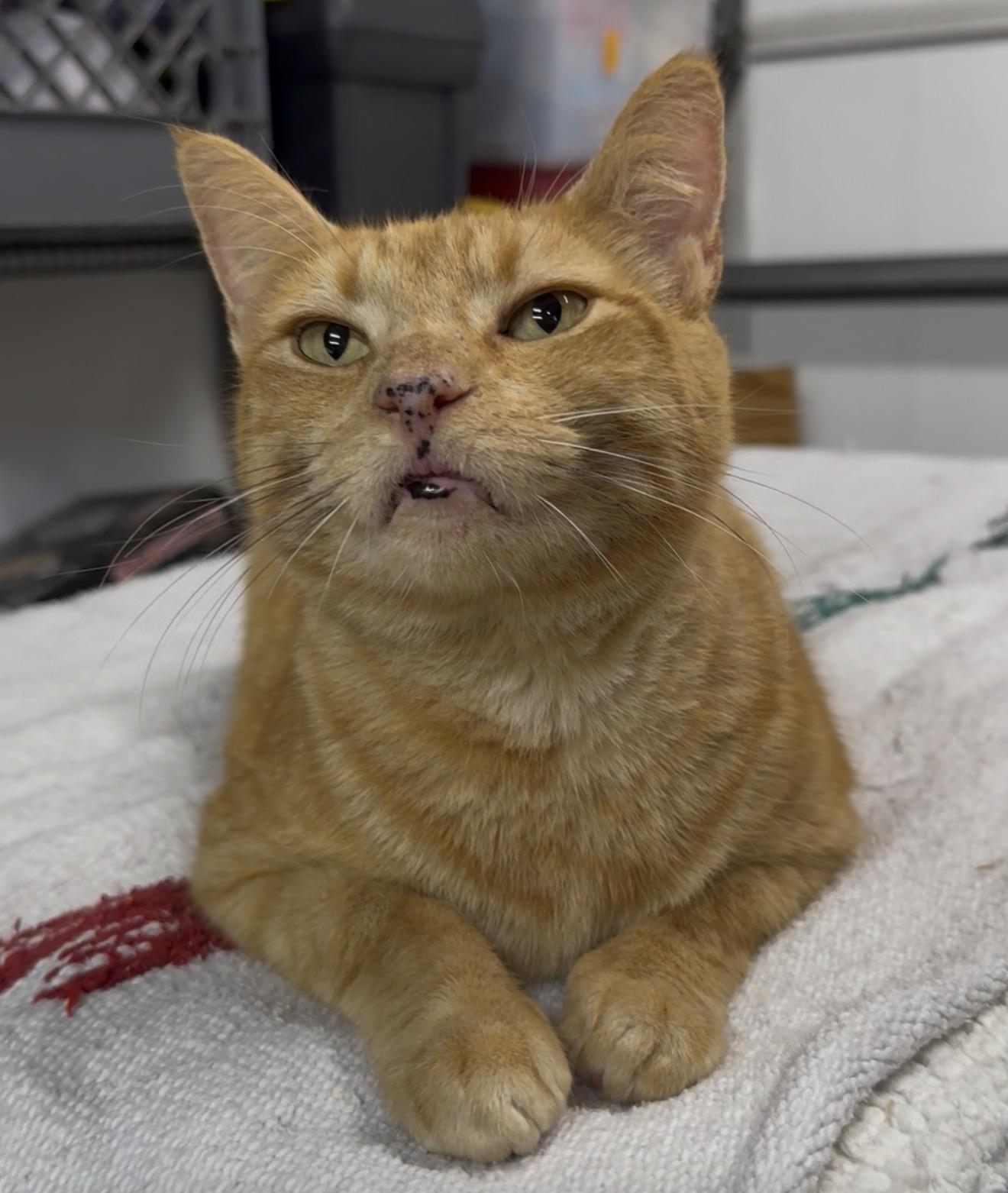 Melvin, Adopted, Young Male Tabby & Domestic Short Hair.