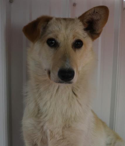 Margo, Adoptable, Young Female Shepherd.