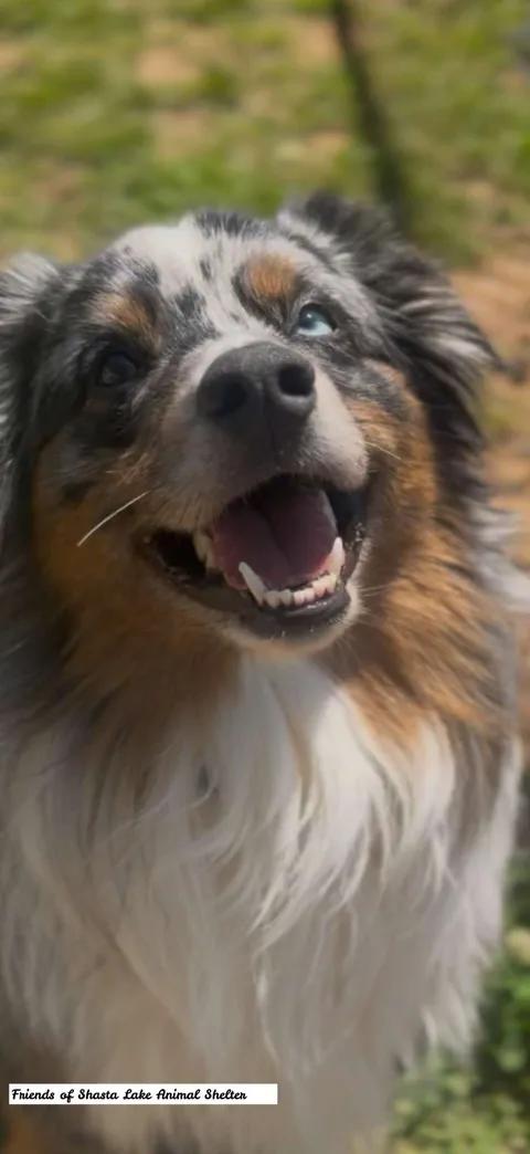 Indy, an adopted Australian Shepherd in Shasta Lake, CA image 2/3