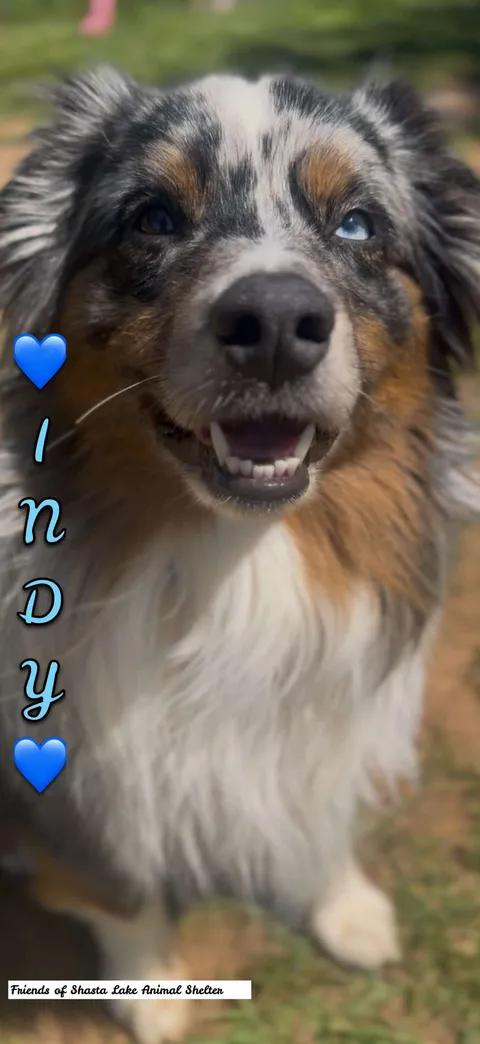 Indy, adopted, Adult Male Australian Shepherd.