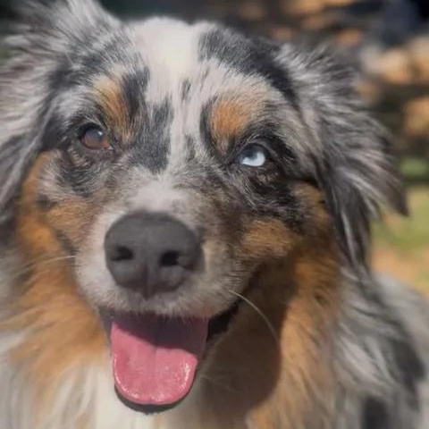 Indy, an adopted Australian Shepherd in Shasta Lake, CA image 3/3