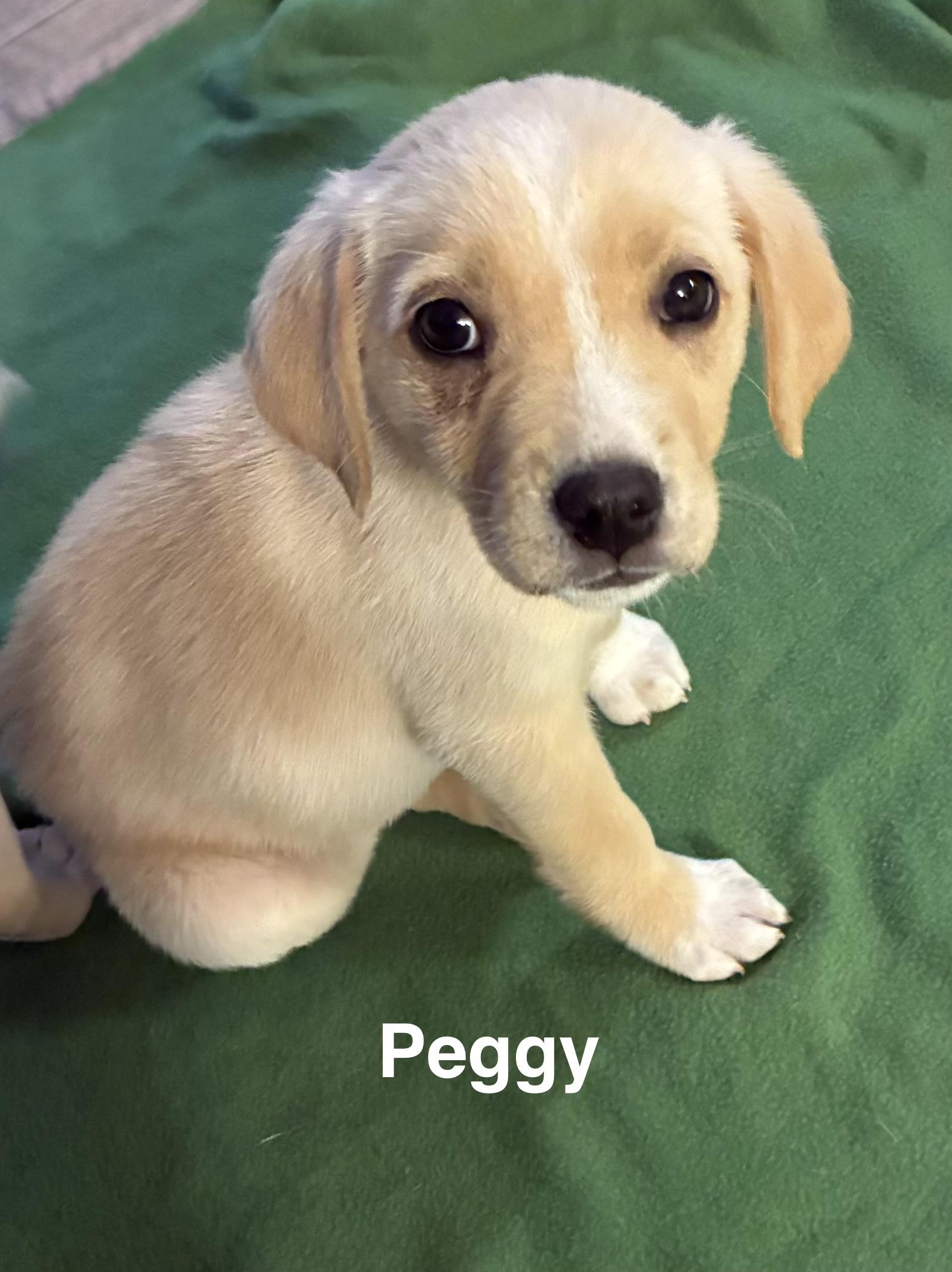 Enlarge Peggy, an adopted mixed breed in Mobile, AL image 1/1