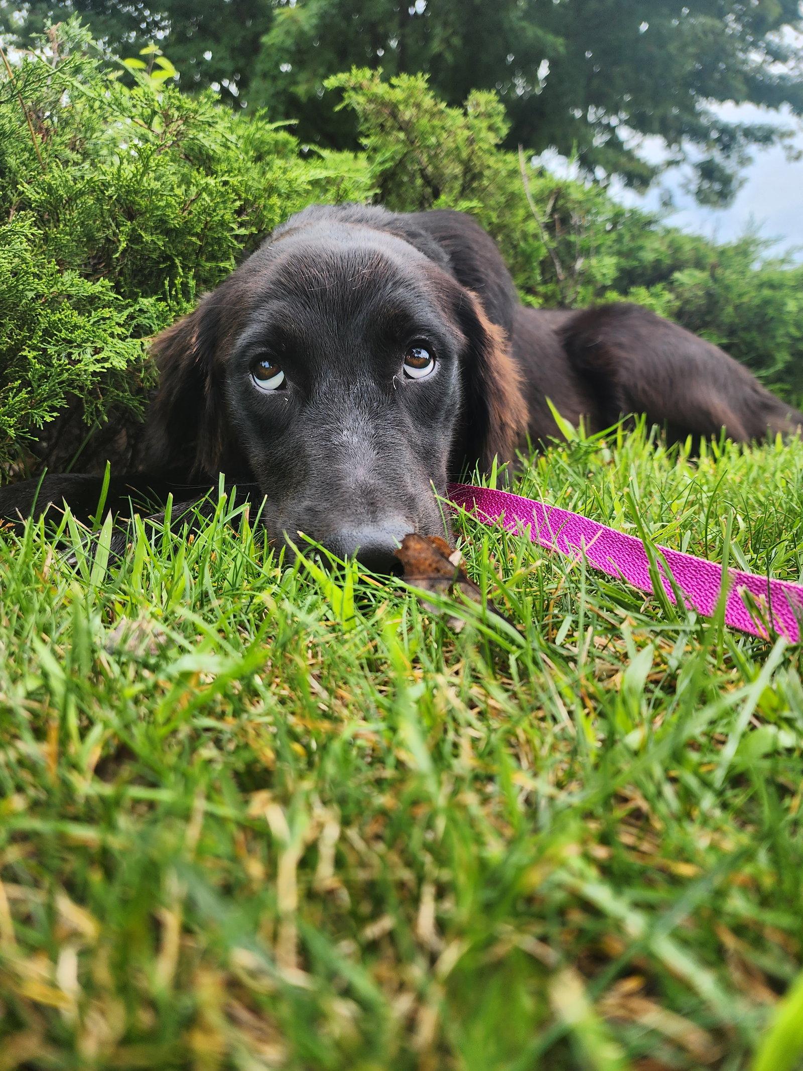 Bella Adoption Pending!, Adoptable, Young Female Golden Retriever & Australian Shepherd.