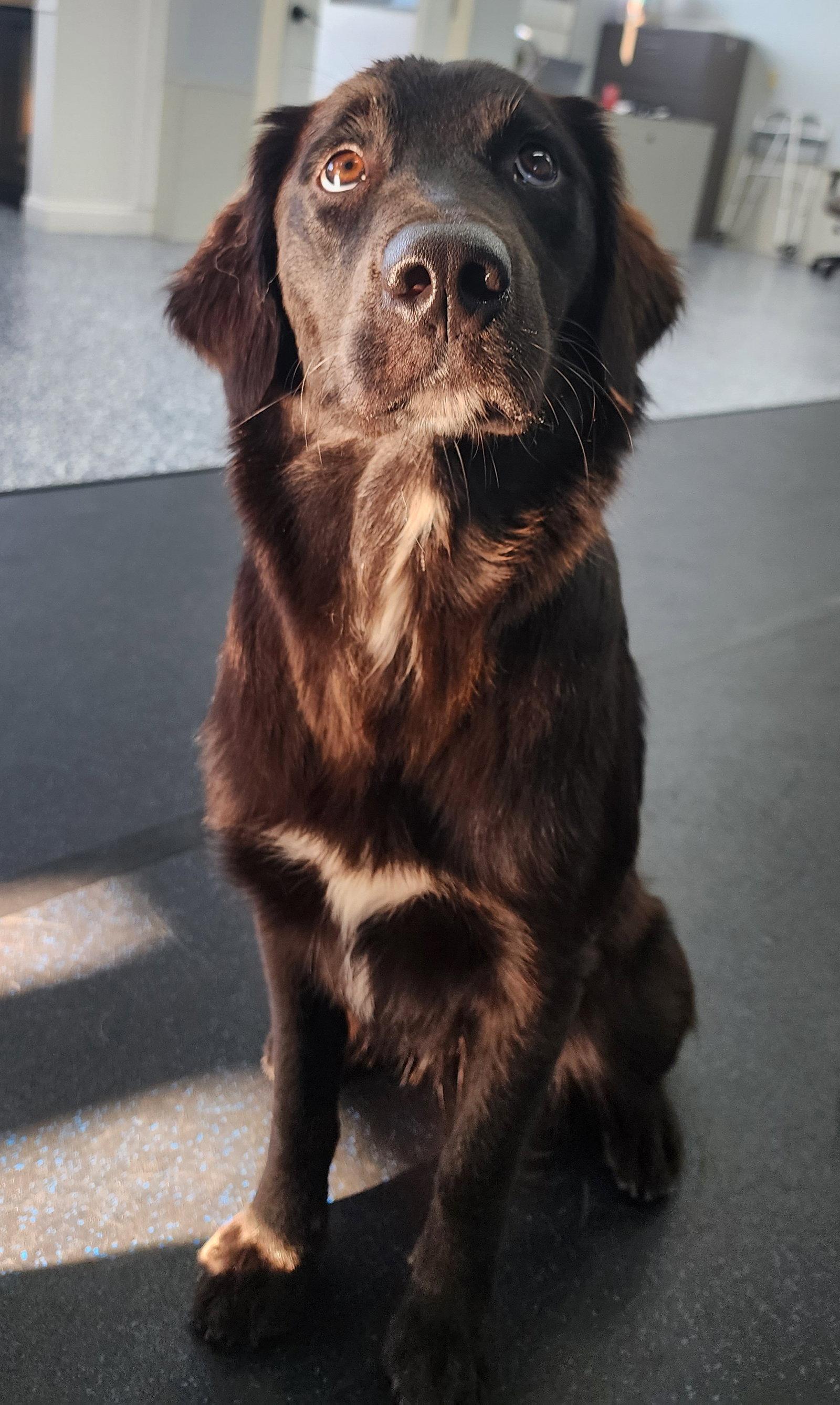 Enlarge Bella Adoption Pending!, a Adoptable mixed breed in Buffalo, MN image 2/3