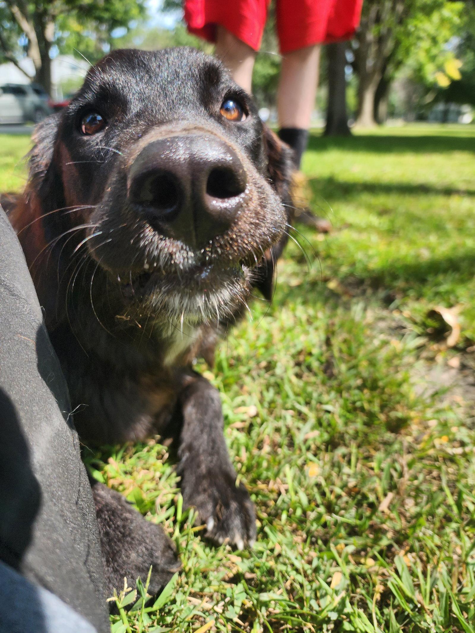 Enlarge Bella Adoption Pending!, a Adoptable mixed breed in Buffalo, MN image 3/3