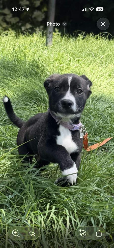 Enlarge Swiss Roll, a Adoptable mixed breed in Rockland, WI image 1/1