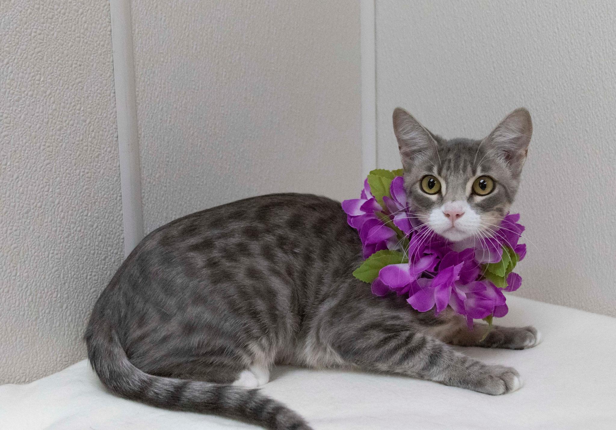 Destiny, Adoptable, Adult Female Tabby.