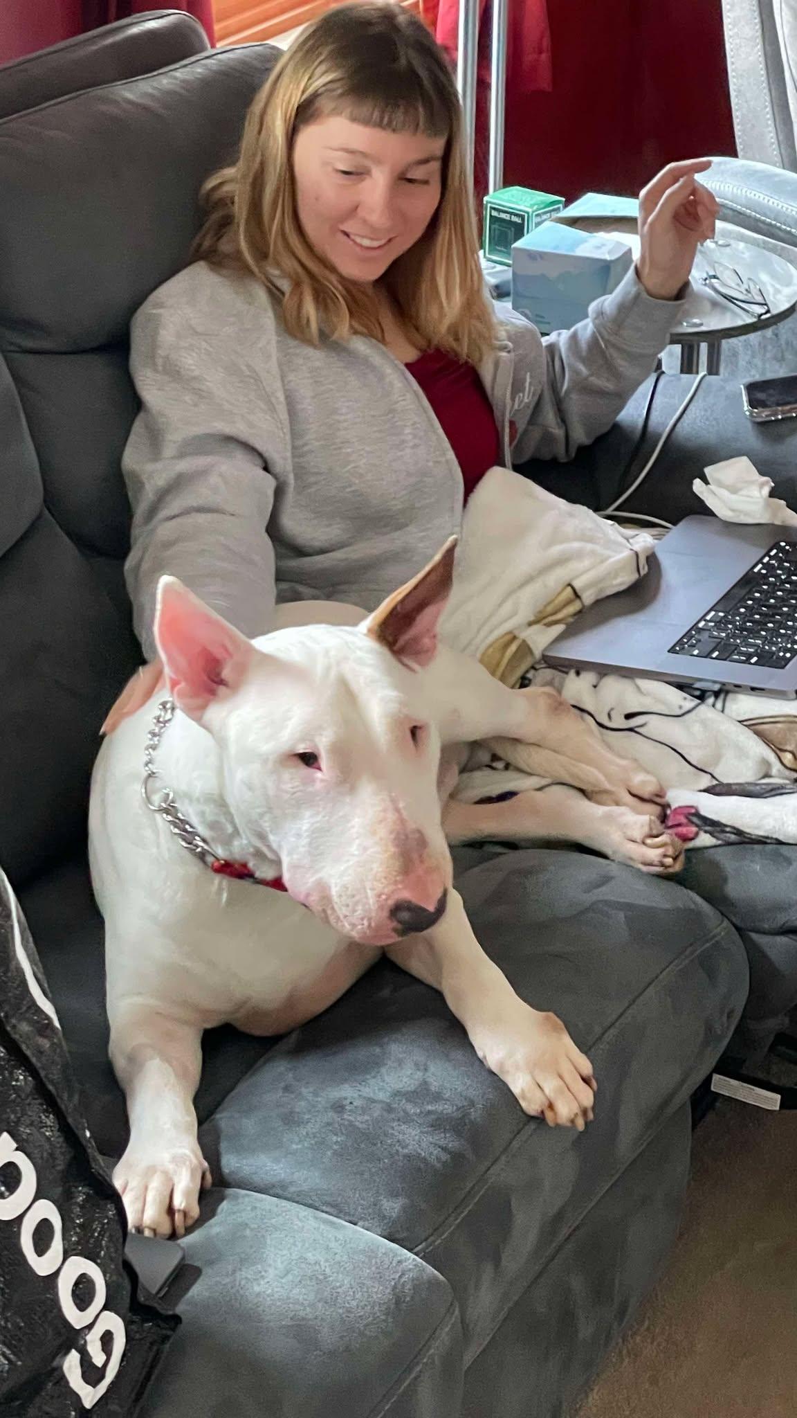 Enlarge 25-029 Tsunami, a Adoptable Bull Terrier in Rutland, MA image 1/6