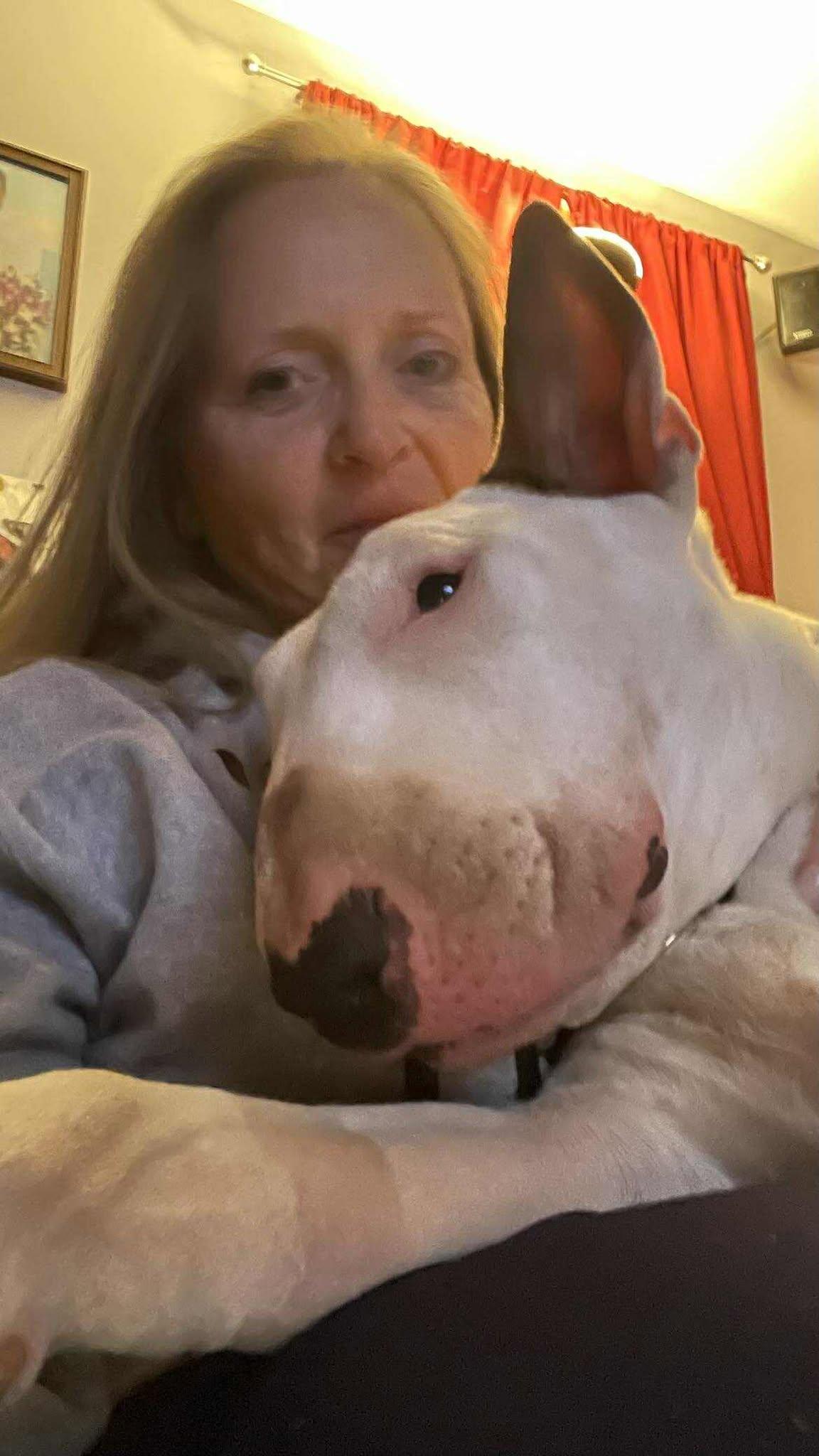 Enlarge 25-029 Tsunami, a Adoptable Bull Terrier in Rutland, MA image 2/6