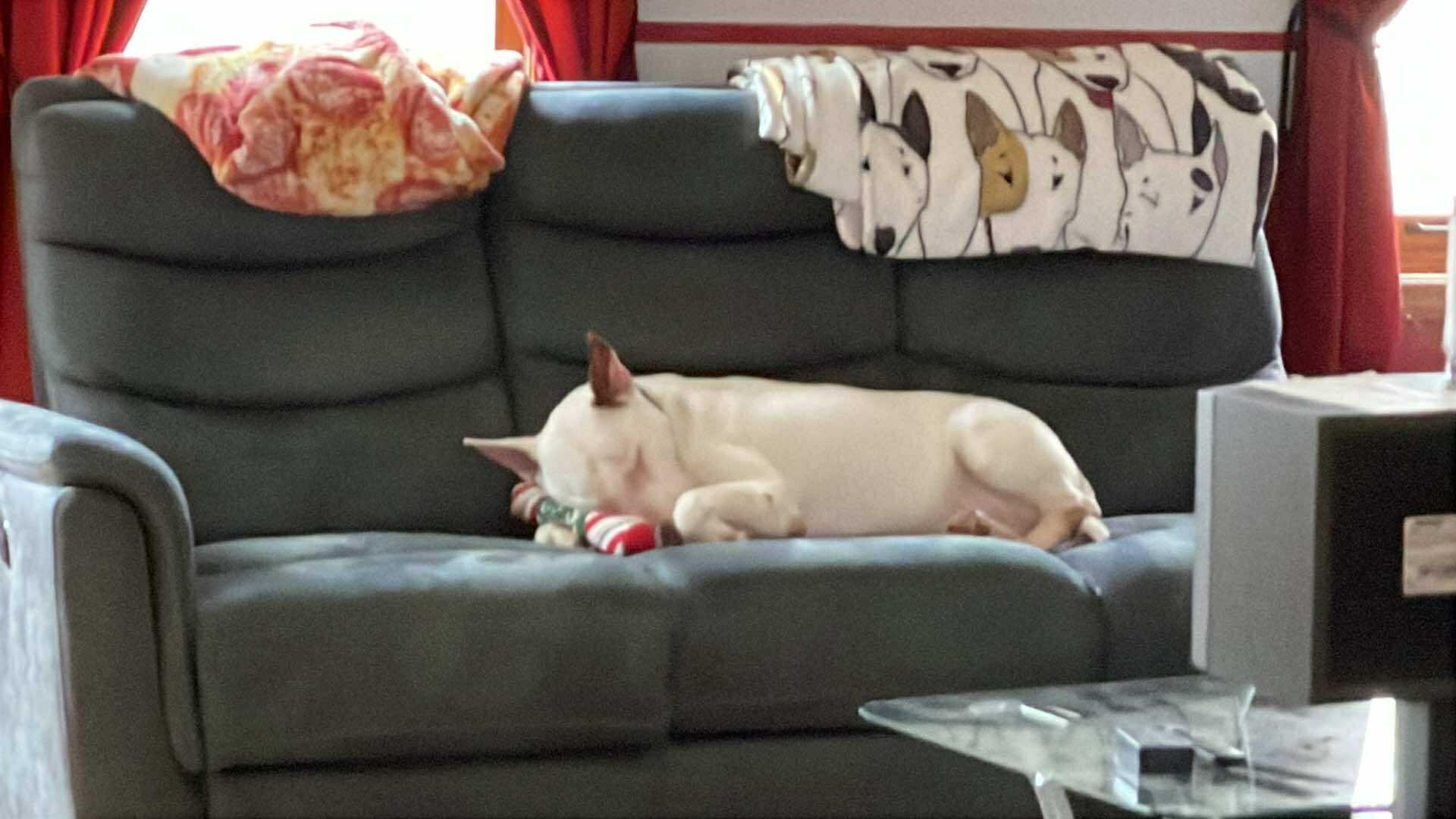 Enlarge 25-029 Tsunami, a Adoptable Bull Terrier in Rutland, MA image 3/6