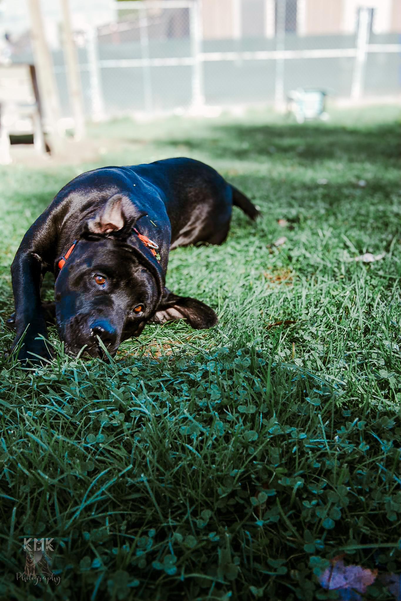 Bear, a Adoptable Black Labrador Retriever in Belleville, MI image 3/6