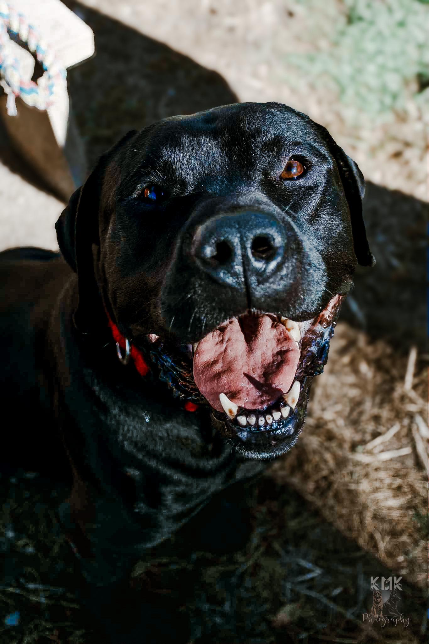 Bear, Adoptable, Adult Male Black Labrador Retriever.
