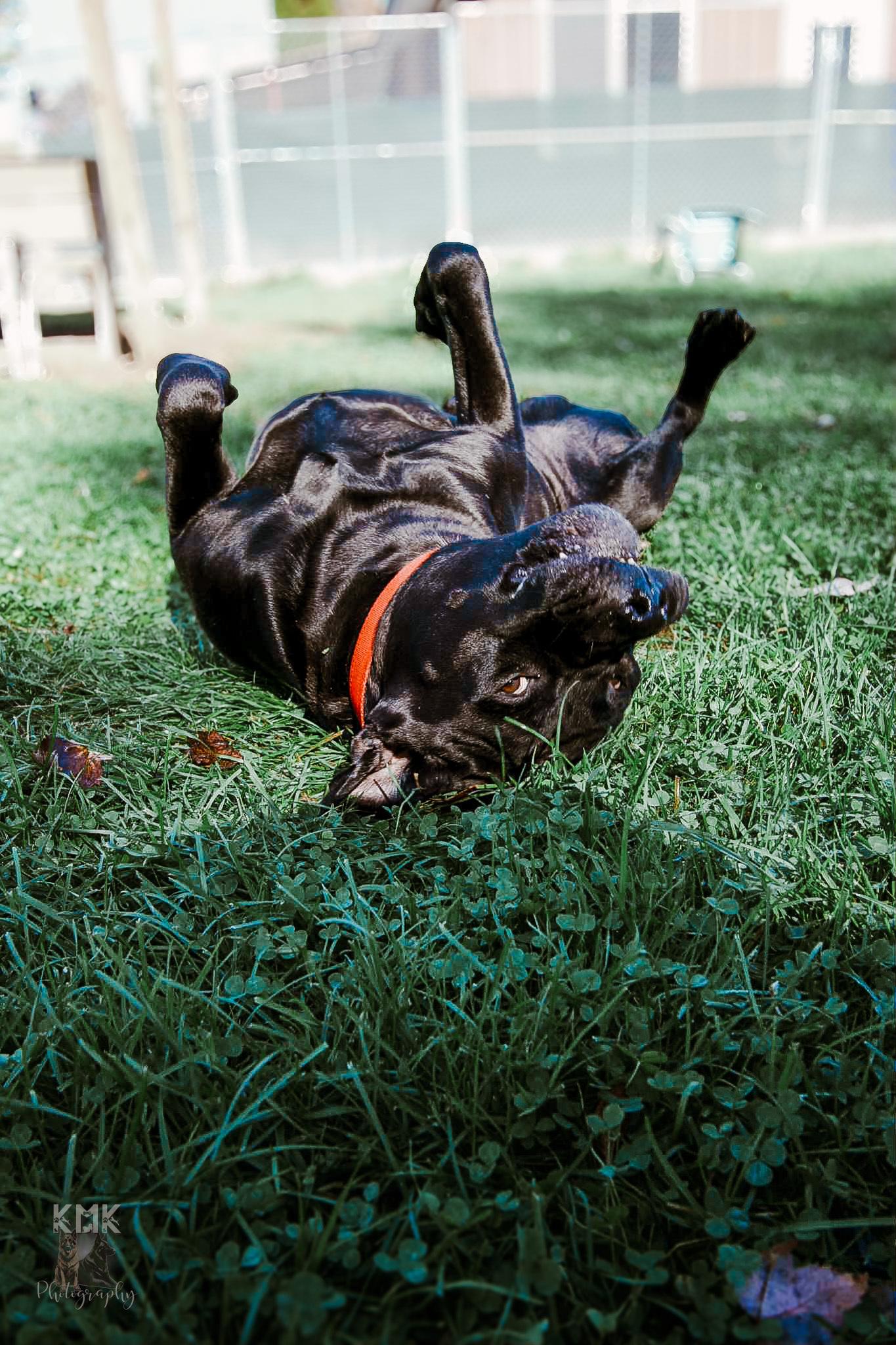 Bear, a Adoptable Black Labrador Retriever in Belleville, MI image 5/6