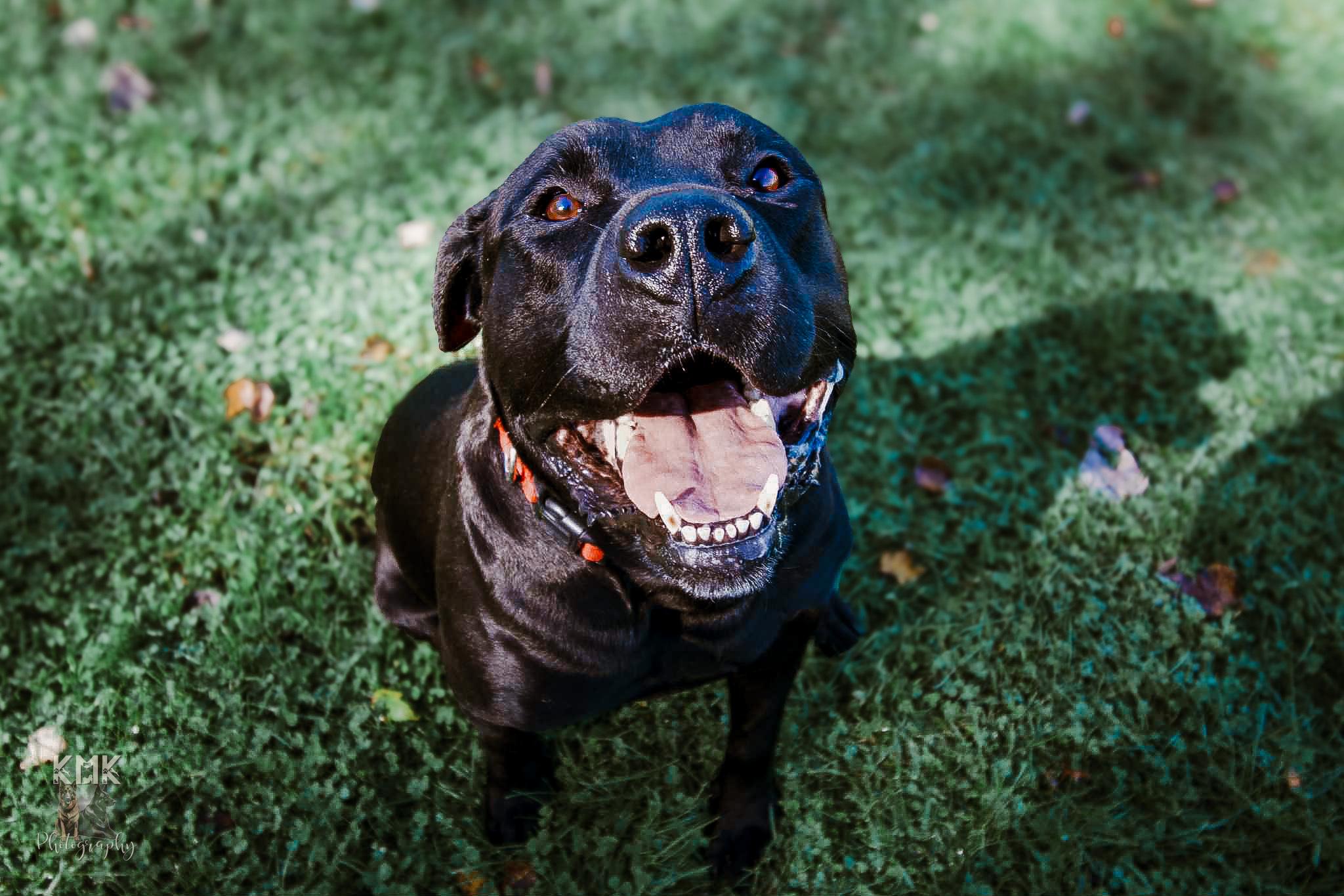 Bear, a Adoptable Black Labrador Retriever in Belleville, MI image 6/6
