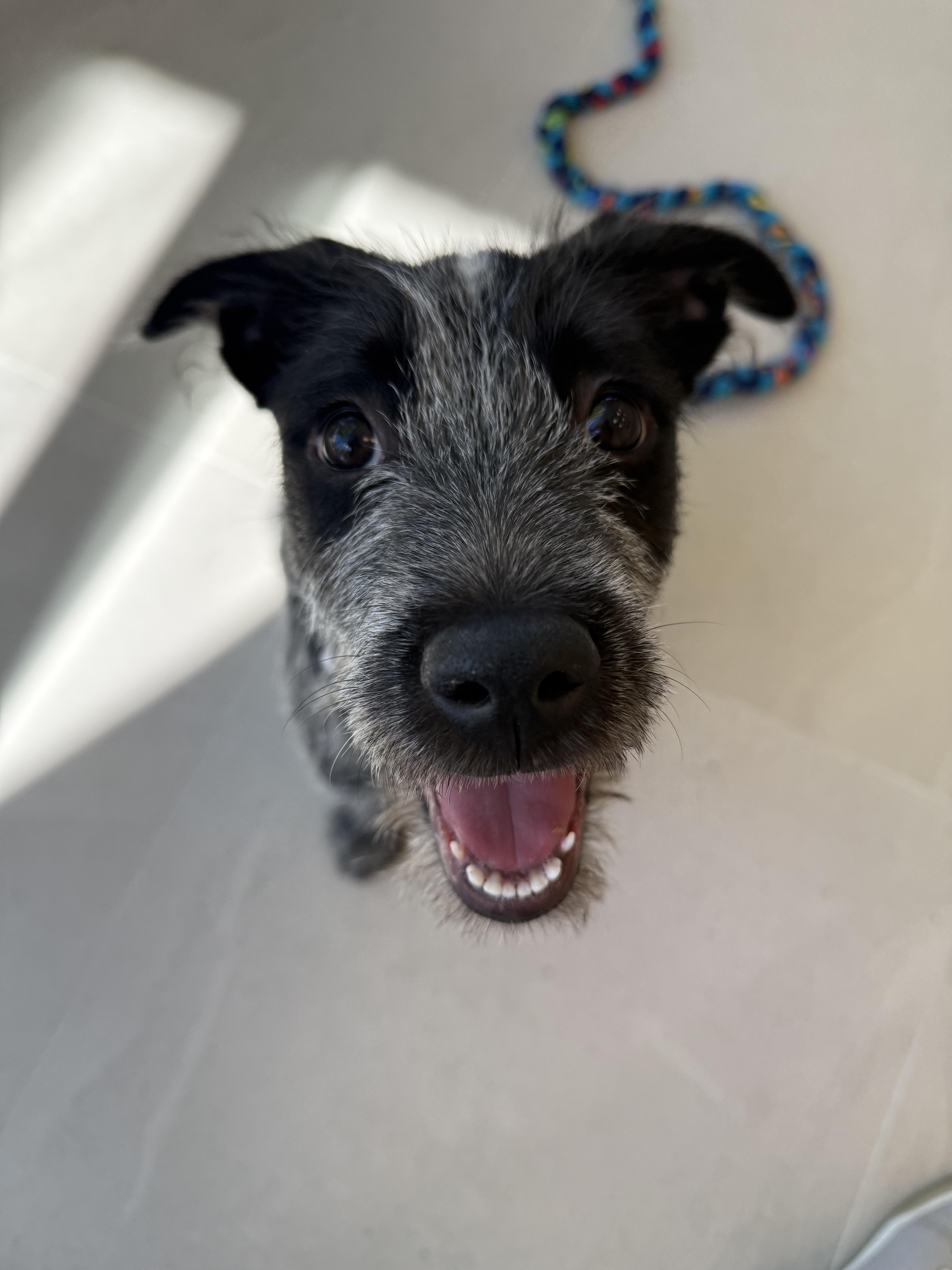 Enlarge Wilma, a ADOPTABLE Mixed Breed in Evanston, IL image 3/3