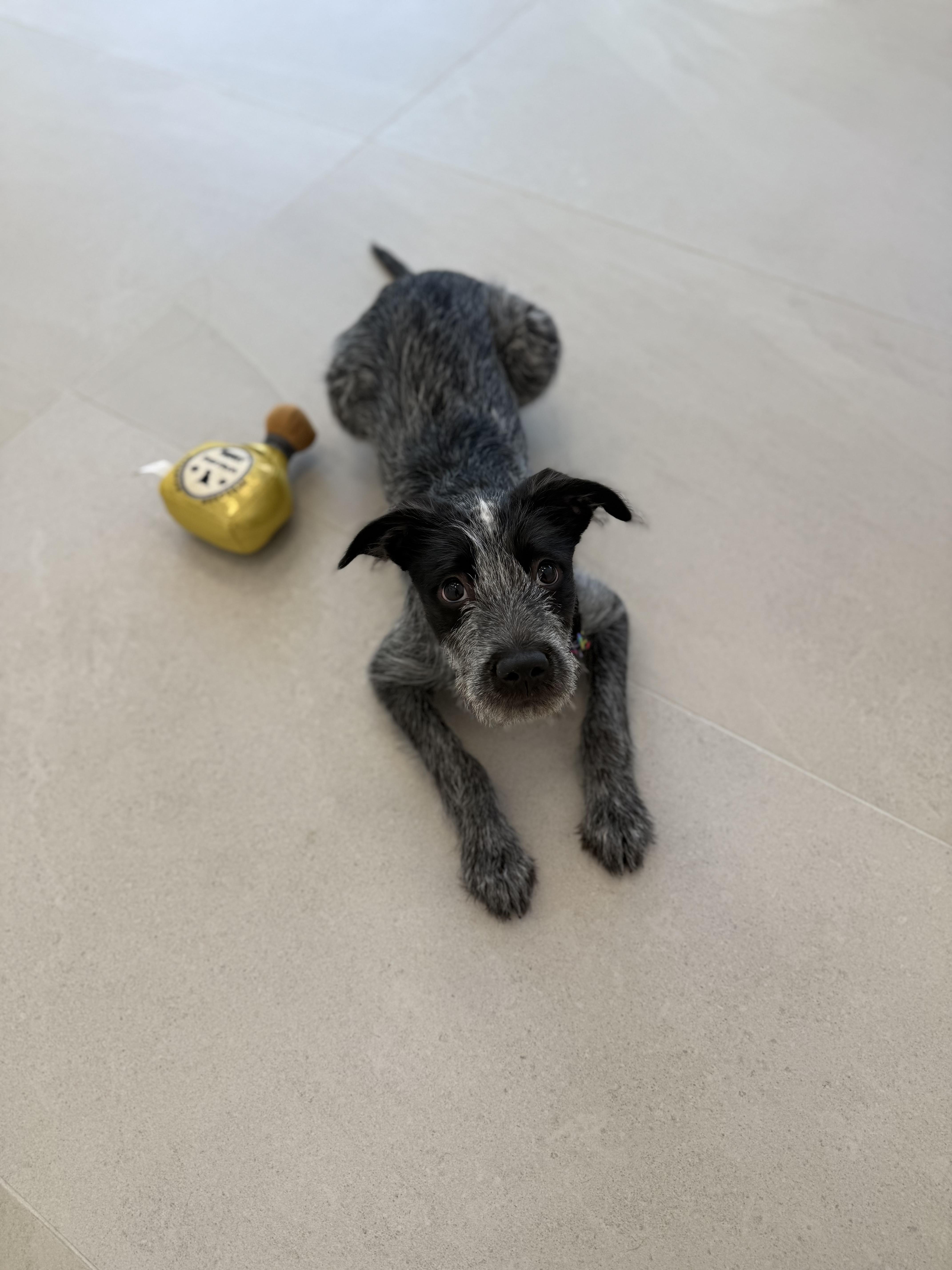Enlarge Wilma, a ADOPTABLE Mixed Breed in Evanston, IL image 2/3