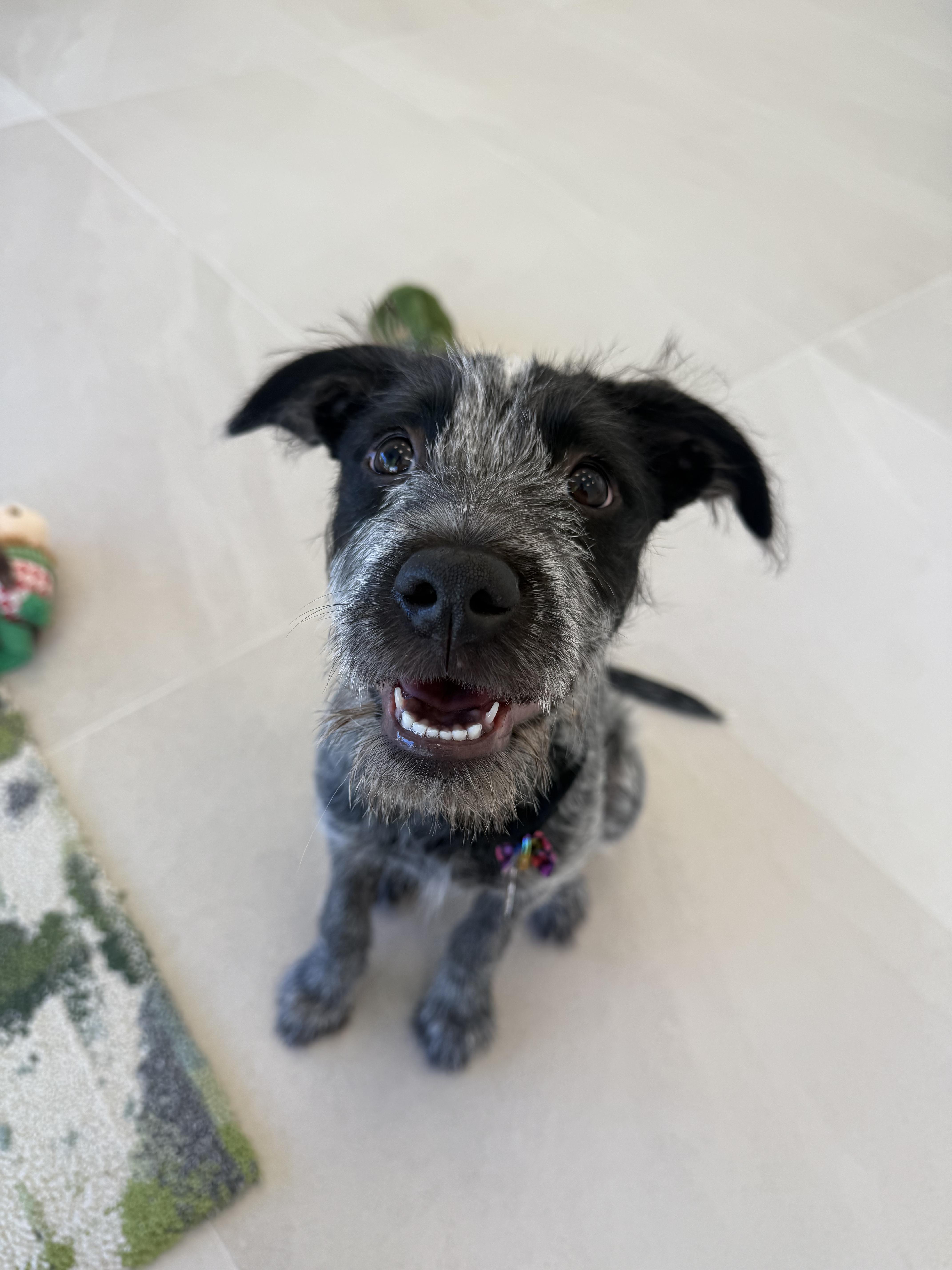 Wilma, ADOPTABLE, Puppy Female Mixed Breed.