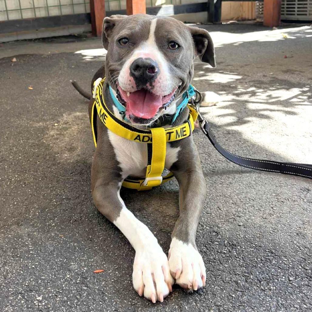 Enlarge Pearl, a Adoptable mixed breed in Michigan City, IN image 5/6