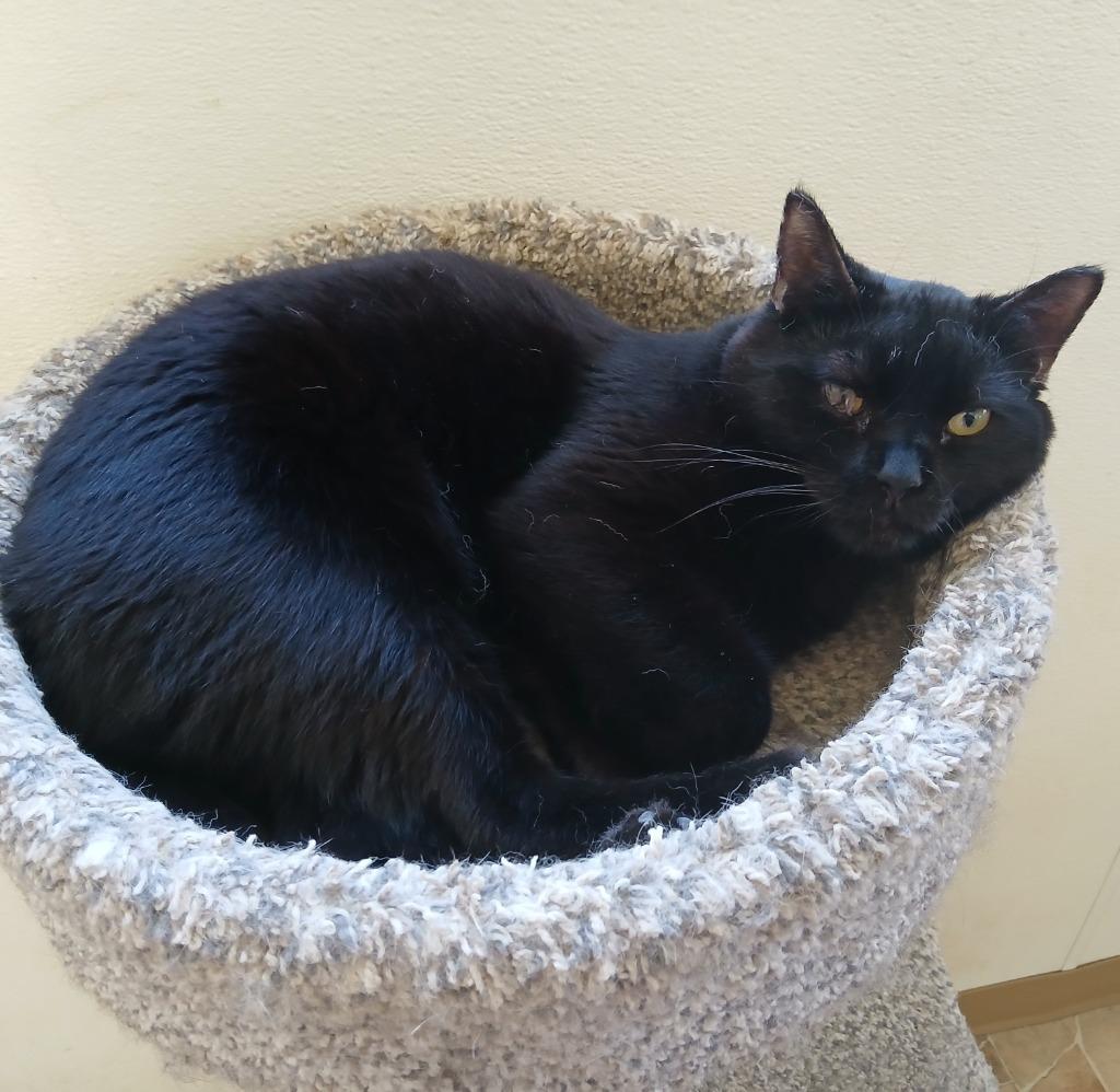Daffy Duck, Adopted, Young Male Domestic Short Hair.