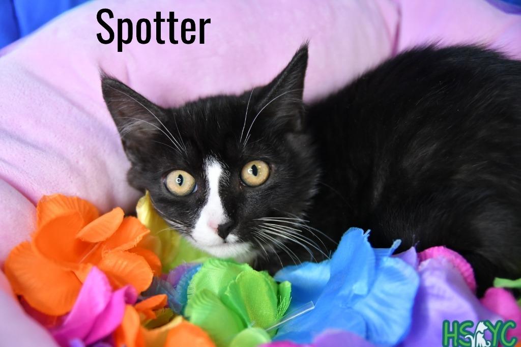 Spotter, Adoptable, Kitten Male Domestic Short Hair.