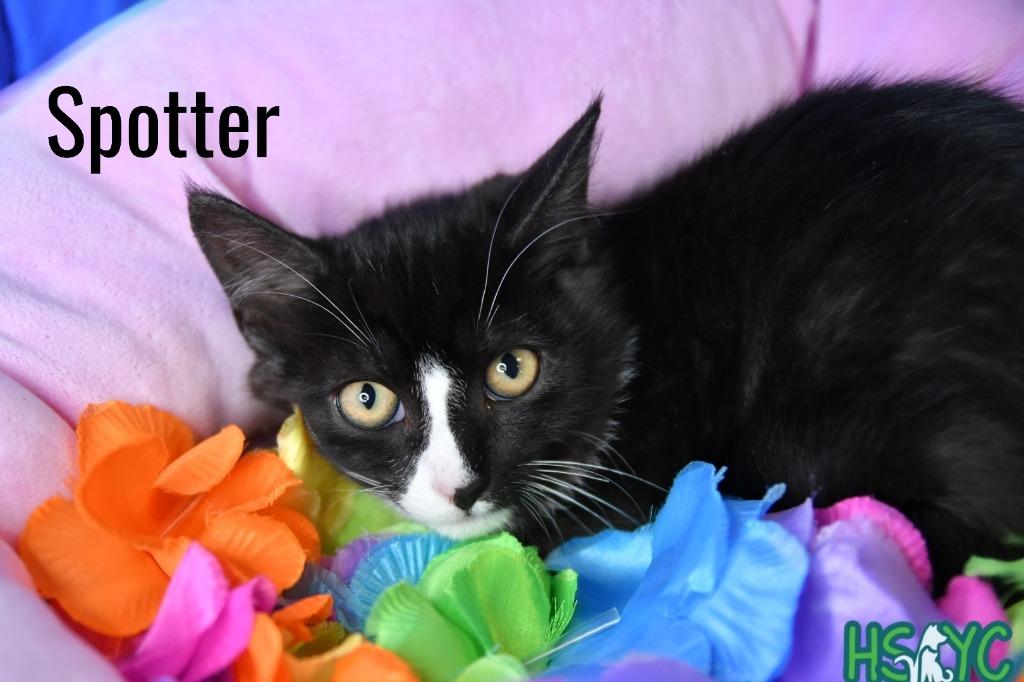 Enlarge Spotter, a Adoptable mixed breed in Fort Mill, SC image 2/2