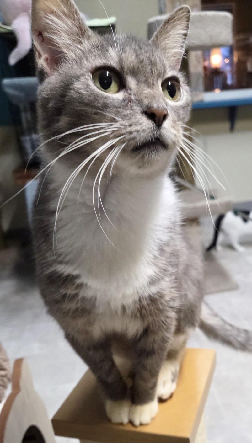 Willa , ADOPTABLE, Adult Female Domestic Short Hair.