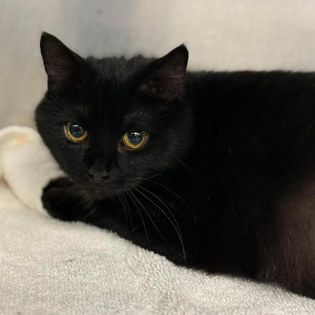 Enlarge Sportlanes, a Adoptable Domestic Short Hair in Martinsville, VA image 1/1