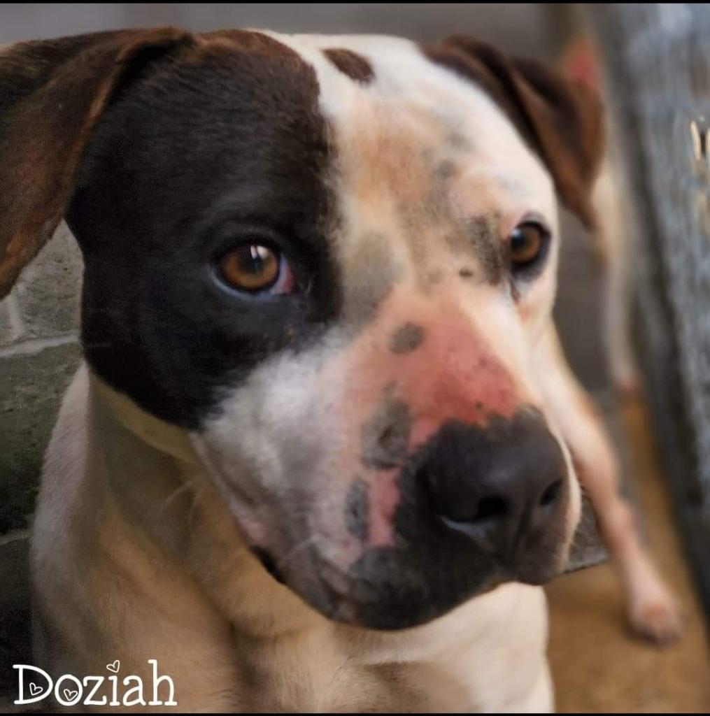 Enlarge Doziah, a Adoptable Pit Bull Terrier in El Dorado, AR image 1/1