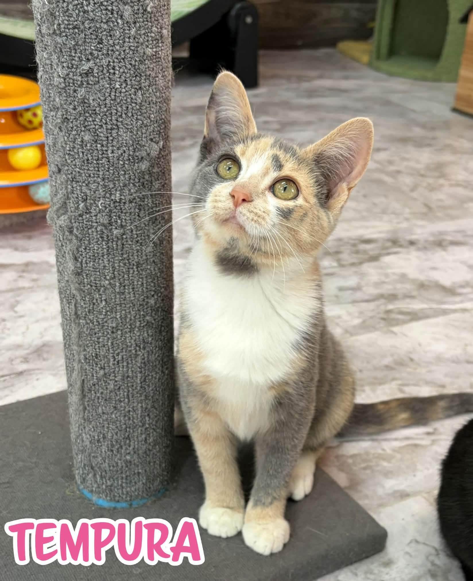 Enlarge Tempura, a Adoptable Domestic Short Hair in Akron, OH image 1/1