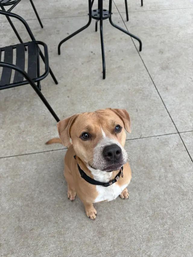 Enlarge Cosmo, a ADOPTABLE mixed breed in Seward, NE image 1/4