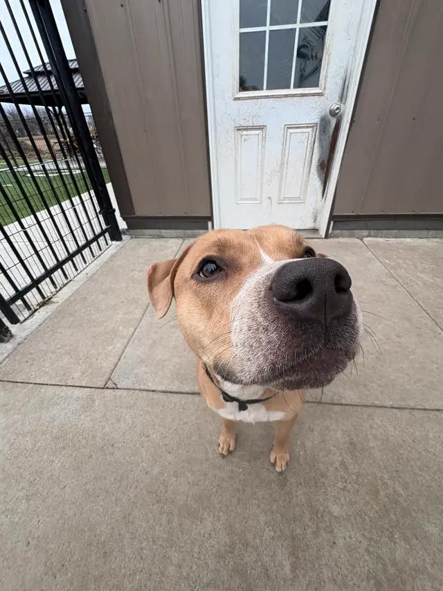 Enlarge Cosmo, a ADOPTABLE mixed breed in Seward, NE image 2/4