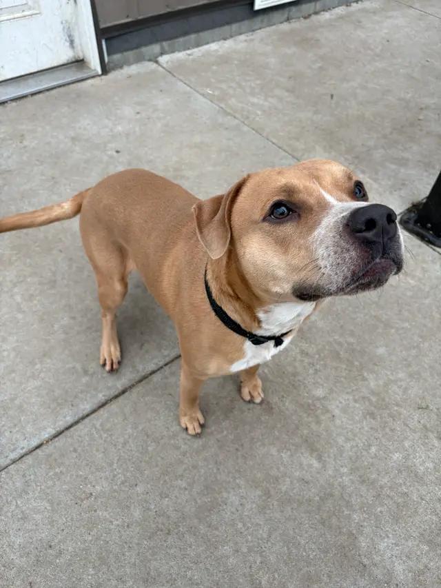 Enlarge Cosmo, a ADOPTABLE mixed breed in Seward, NE image 3/4