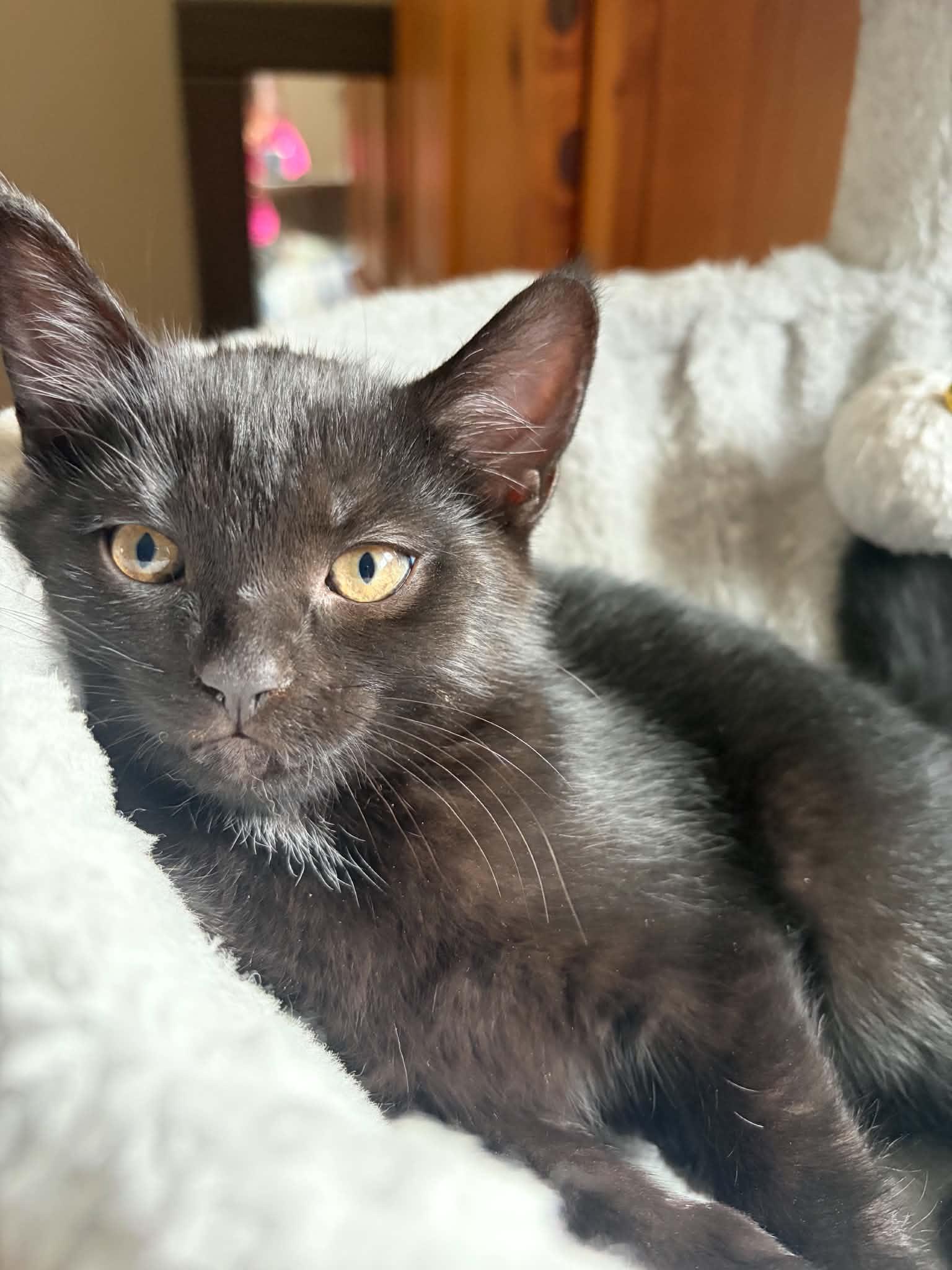 Arkell (Ari), ADOPTABLE, Kitten Female Domestic Short Hair.