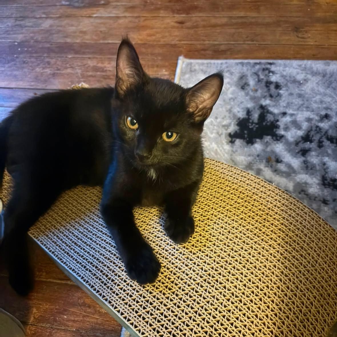 Arkell (Ari), a ADOPTABLE Domestic Short Hair in Brantford, ON image 2/5