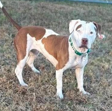 Enlarge Zoey, a Adopted Pit Bull Terrier in Martinsburg, WV image 1/1