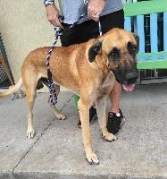 Peanut — thumbnail 3