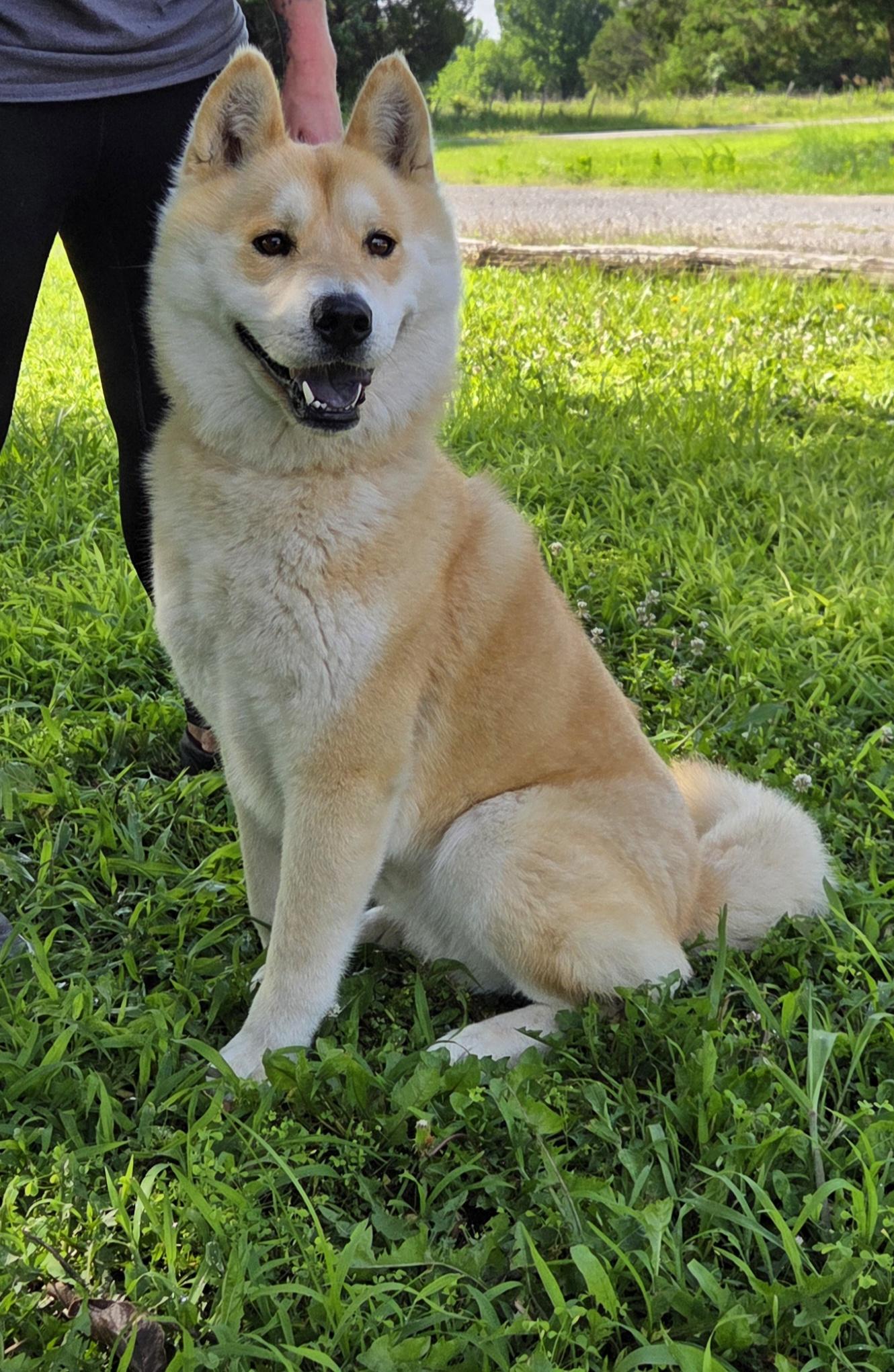 Enlarge Ebisu, a ADOPTABLE Shiba Inu in Parsons, KS image 1/1