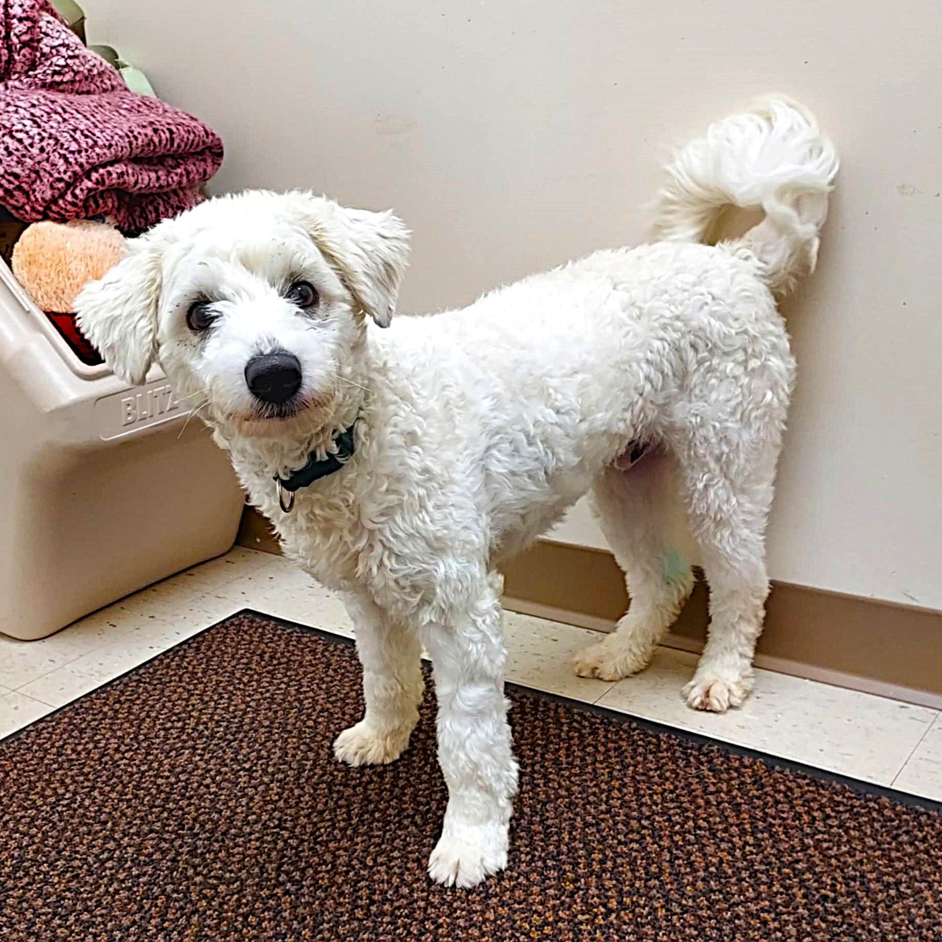 Frisky, an adopted mixed breed in Falls Creek, PA image 1/3