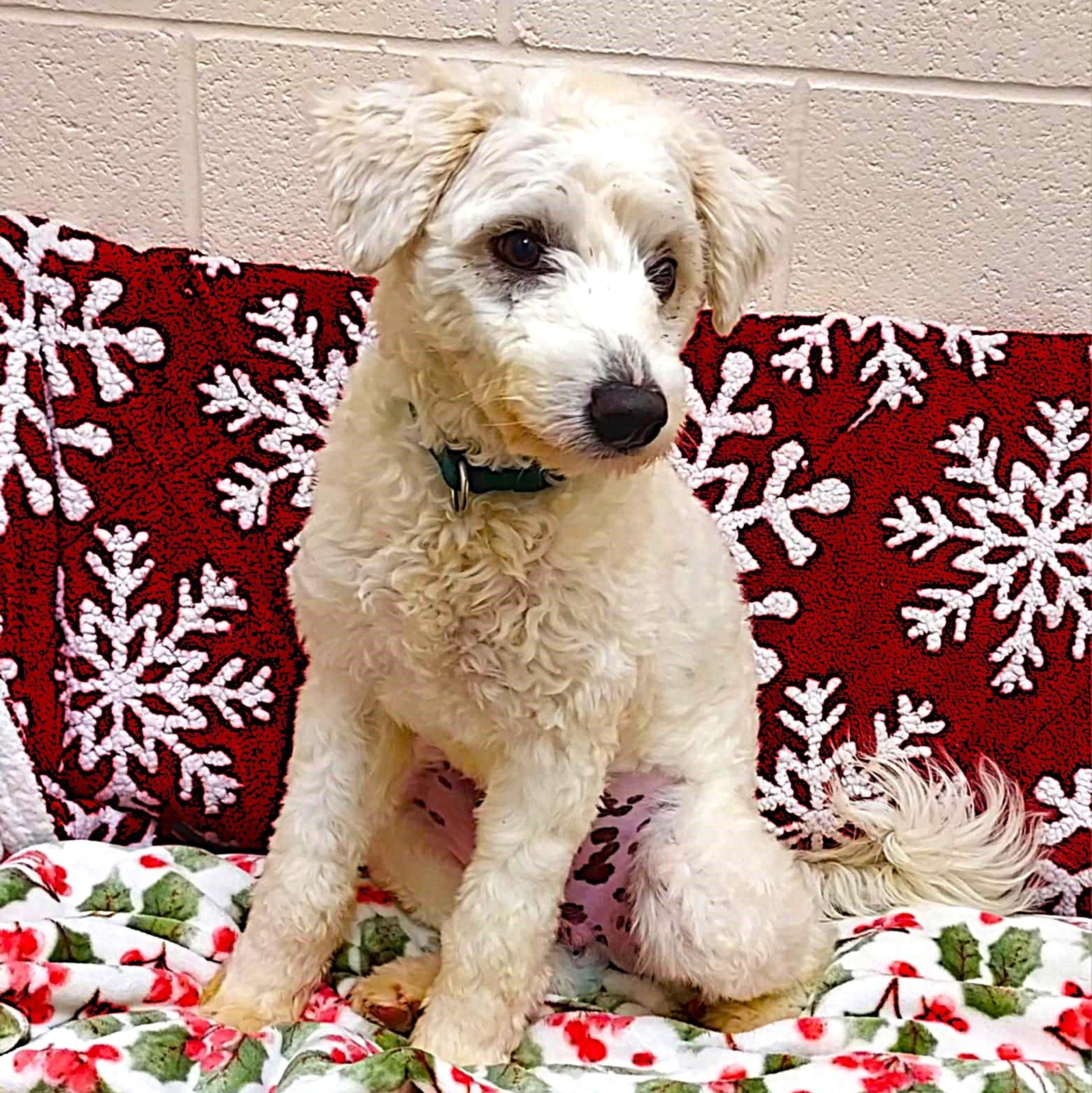 Frisky, an adopted mixed breed in Falls Creek, PA image 2/3