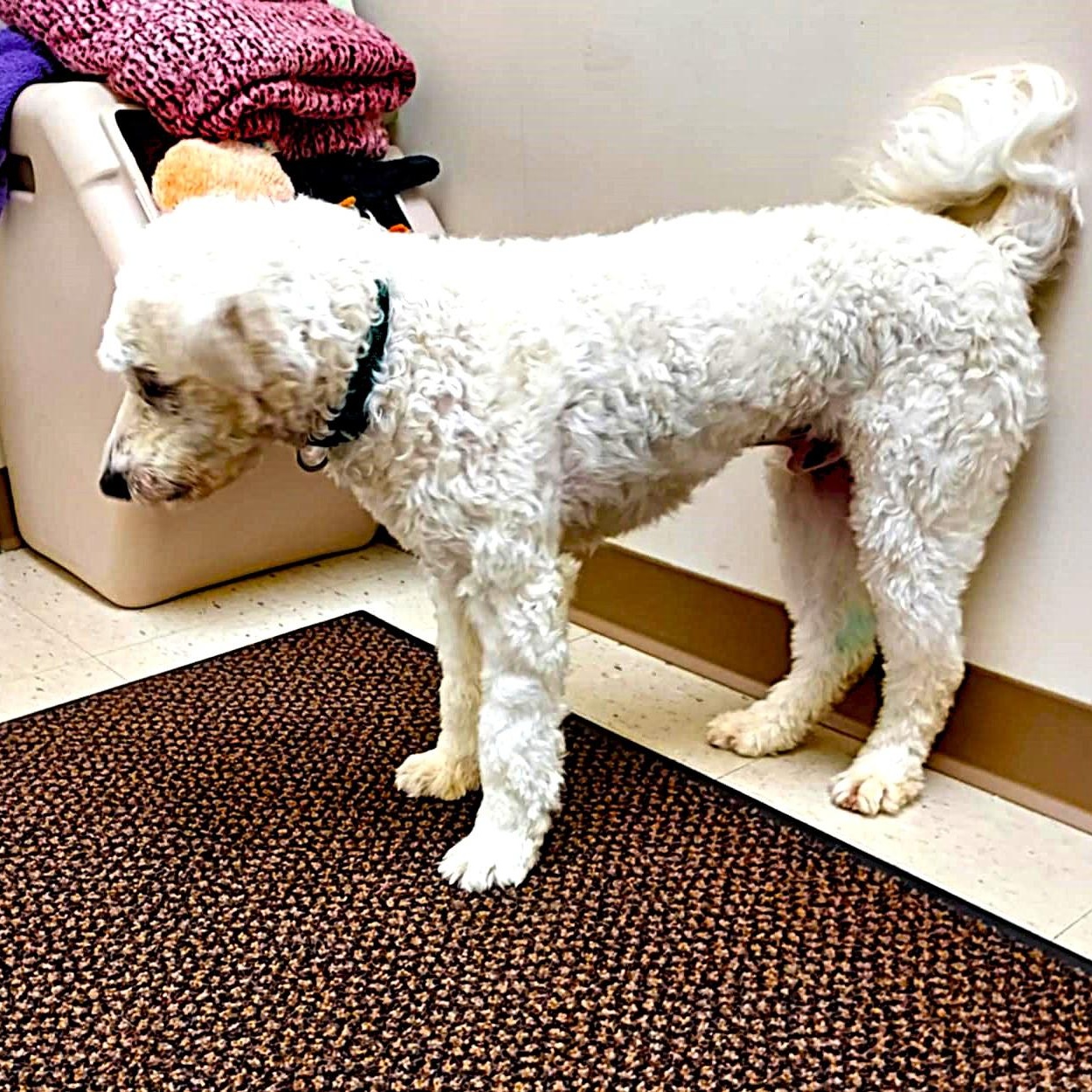 Frisky, adopted, Puppy Male Poodle & American Eskimo Dog.